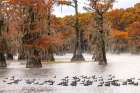 Raft of American coots and morning mist on southern swamp, Caddo Lake, Texas. Art Print